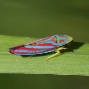Scarlet & Green Leafhopper
Graphocephala coccinea Scarlet & Green Leafhopper
Graphocephala coccinea