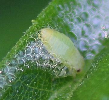 Spittlebug Spittlebug