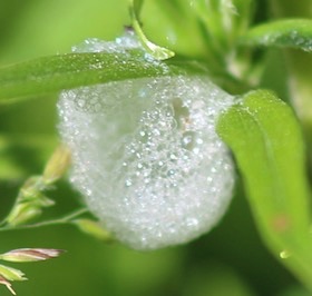 Spittlebug Spittlebug