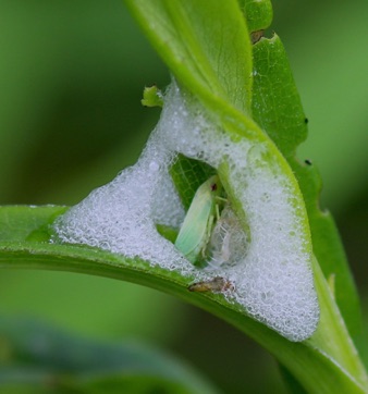 Spittlebug Spittlebug
