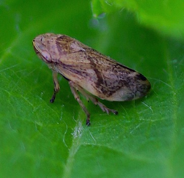 Meadow Spittlebug
Philaenus spumarius Meadow Spittlebug
Philaenus spumarius
