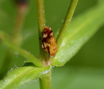 Leafhopper Unknown Leafhopper Unknown