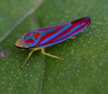 Red-banded Leafhopper
Graphocephala coccinea Red-banded Leafhopper
Graphocephala coccinea