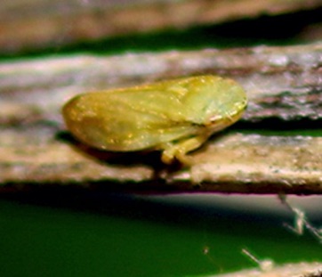 Philaenus spumarius Philaenus spumarius