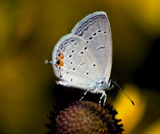Eastern Tailed-blue
Cupido comyntas Eastern Tailed-blue
Cupido comyntas