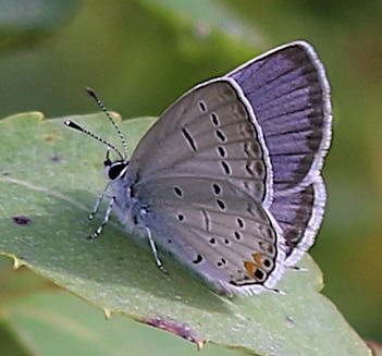 Eastern Tailed-blue
Cupido comyntas Eastern Tailed-blue
Cupido comyntas