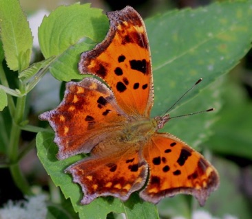 Comma
Polygonioa comma Comma
Polygonioa comma
