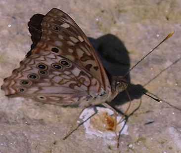 Hackberry Emperor
Asterocampa celtis Hackberry Emperor
Asterocampa celtis