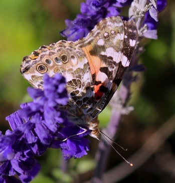 Red Admiral
Vanessa atalanta Red Admiral
Vanessa atalanta