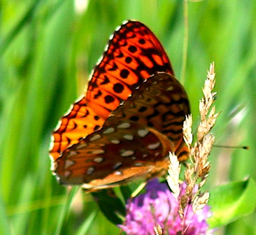 Aphrodite Fritillary
Speyeria aphrodite Aphrodite Fritillary
Speyeria aphrodite