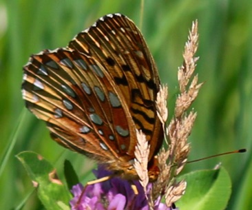 Aphrodite Fritillary
Speyeria aphrodite Aphrodite Fritillary
Speyeria aphrodite
