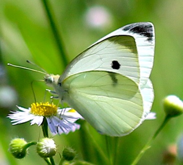 Cabbage White
Artogeia rapae Cabbage White
Artogeia rapae