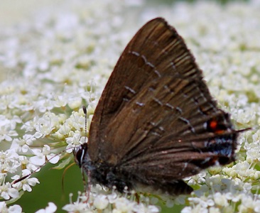 Banded Hairstreak
Satyrium calamus Banded Hairstreak
Satyrium calamus