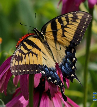 Tiger Swallowtail
Papilio glaucus Tiger Swallowtail
Papilio glaucus