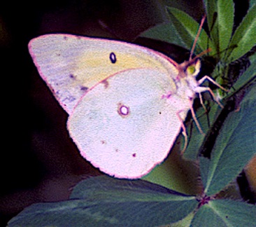 Cabbage White (male)
Artogeia rapae Cabbage White (male)
Artogeia rapae