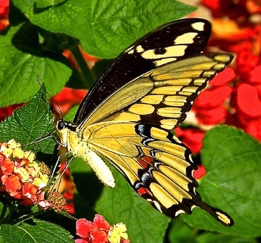 Giant Swallowtail, Orange Dog
Papilio cresphontes Giant Swallowtail, Orange Dog
Papilio cresphontes