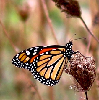 Monarch
Danaus plexippus Monarch
Danaus plexippus