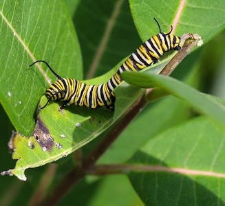 Monarch larva
Danaus plexippus Monarch larva
Danaus plexippus