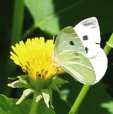 Cabbage White
Artogeia rapae Cabbage White
Artogeia rapae