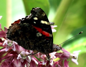 Red Admiral
Vanessa atalanta Red Admiral
Vanessa atalanta