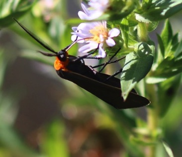 Virginia Ctenucha
Ctenucha virginica Virginia Ctenucha
Ctenucha virginica