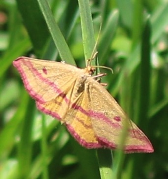 Chickweed Geometer
Haematopis grataria Chickweed Geometer
Haematopis grataria