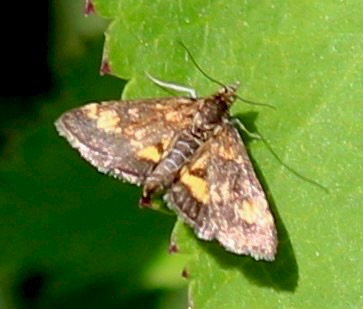 Orange Mint
Pyrausta orphisalis Orange Mint
Pyrausta orphisalis