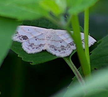 Lace-border Moth
Scopula limboundata Lace-border Moth
Scopula limboundata