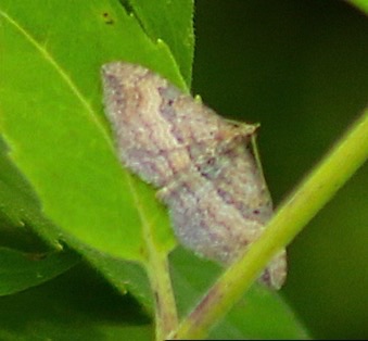 Gem
Orthonama obstipata Gem
Orthonama obstipata