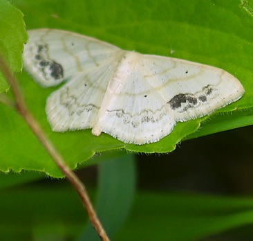 Lace-border Moth
Scopula limboundata Lace-border Moth
Scopula limboundata