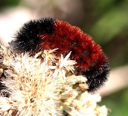 Banded Woolly Bear
Pyrrharctia isabella Banded Woolly Bear
Pyrrharctia isabella