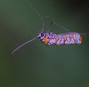 Ailanthus Webworm
Athena area Ailanthus Webworm
Athena area