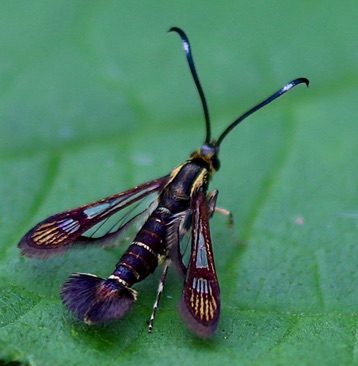 Eupatorium Borer
Carmen bassiformis Eupatorium Borer
Carmen bassiformis