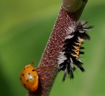 Milkweed Tussock Moth larva
Euchaetes egle Milkweed Tussock Moth larva
Euchaetes egle