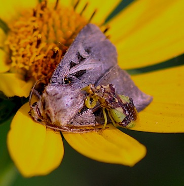 Unknown attacked by
Ambush Bug Unknown attacked by
Ambush Bug