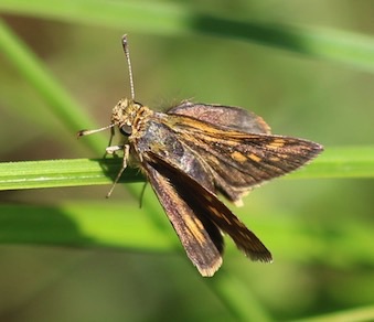 Peck's Skipper
Polites pecks Peck's Skipper
Polites pecks