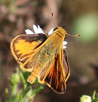 European
Thymelicus lineola European
Thymelicus lineola