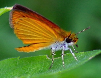 Least Skippering
Ancyloxypha numitor Least Skippering
Ancyloxypha numitor