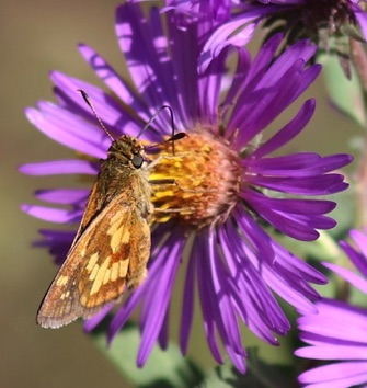 Peck's Skipper
Polites pecks Peck's Skipper
Polites pecks