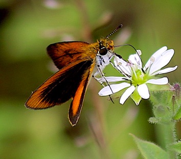 Least Skippering
Ancyloxypha numitor Least Skippering
Ancyloxypha numitor