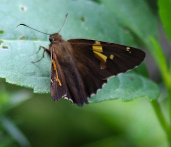Silver-spotted Skipper
Epargyreus clarus Silver-spotted Skipper
Epargyreus clarus