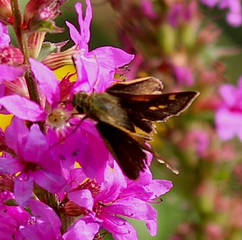 Tawny-edged
Polites themistocles Tawny-edged
Polites themistocles