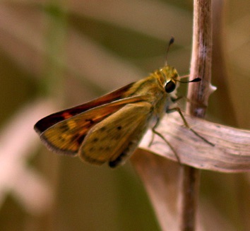 Tawny-edged
Polites themistocles Tawny-edged
Polites themistocles