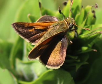 Woodland
Occludes sylvanoides Woodland
Occludes sylvanoides