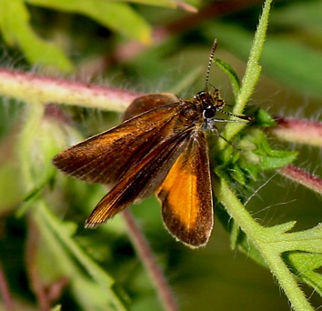 European
Essex Skipper (name Europe) European
Essex Skipper (name Europe)