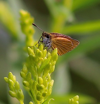 European
Thymelicus lineola European
Thymelicus lineola