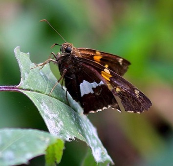 Silver-spotted Skipper
Epargyreus clarus Silver-spotted Skipper
Epargyreus clarus