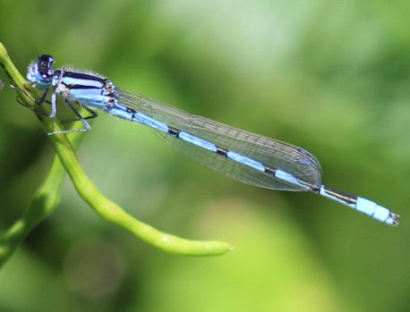 Familiar Bluet Familiar Bluet