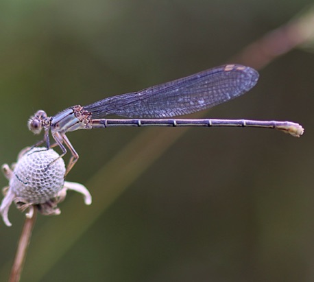 Powdered Dancer (female)
Argia Fumipennis Powdered Dancer (female)
Argia Fumipennis