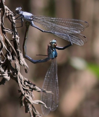 Powdered Dancer
Argia Fumipennis Powdered Dancer
Argia Fumipennis
